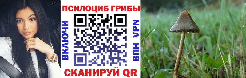 Галлюциногенные грибы Psilocybe  Купить где  Грайворон 